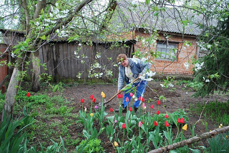 посадка тюльпанов весной в грунт