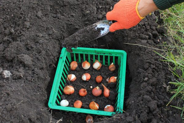Тонкости посадки тюльпанов весной