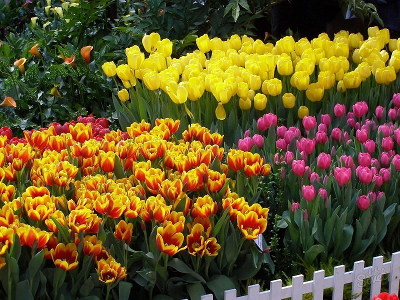 ako pestovať tulipány doma