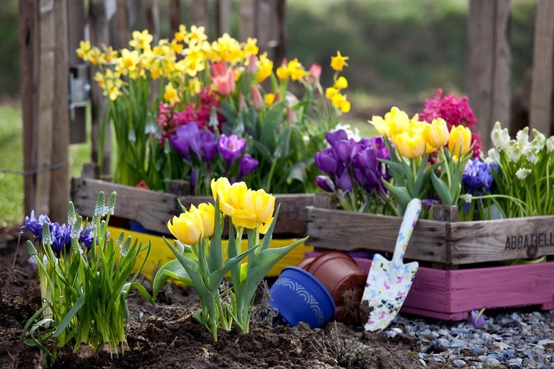 ako pestovať tulipány doma