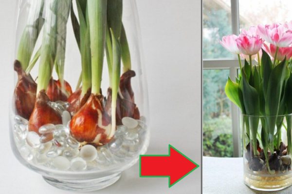 Выгонка тюльпанов в домашних условиях и на клумбе! Окунись в благоухающее море ранней весной.