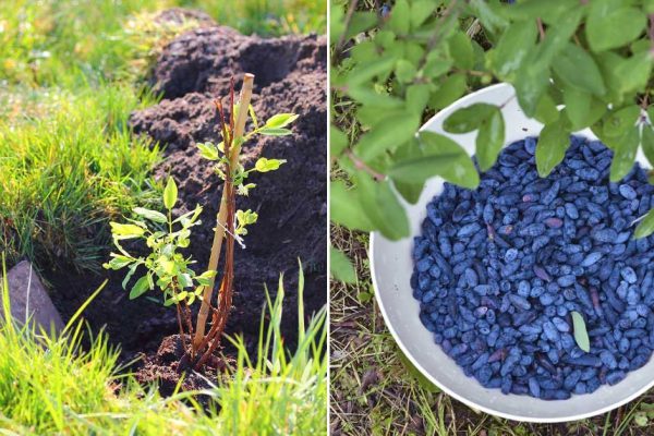 Почему жимолость потихоньку обживается на дачных участках