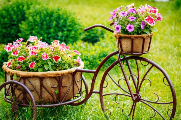 Decorative Vintage Model Old Bicycle Equipped Basket Flowers Garden. Toned Photo.