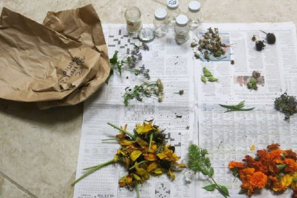 Какие летние цветы нужно посеять в декабре