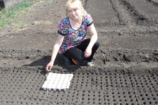 Как сделать лунки для посева моркови, лука и редиски