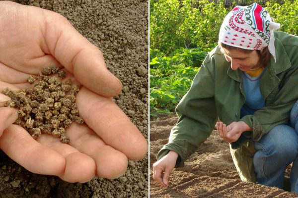 Почему опытные огородники обязательно сеют свеклу под зиму и как сделать это грамотно