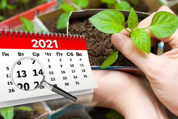 Посевной календарь на март и апрель от старательного соседа по даче