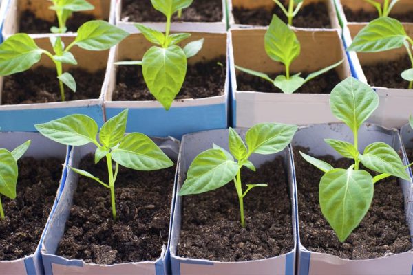 Благоприятные дни для посева в апреле по лунному календарю