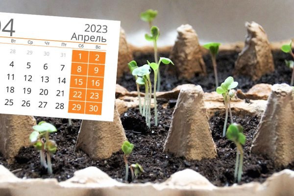 Дачный сезон в самом разгаре, открываю посевной календарь на апрель и принимаюсь за работу