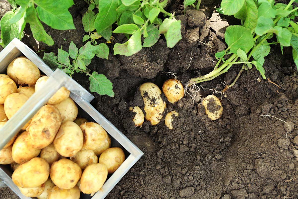 выкапывание картошки