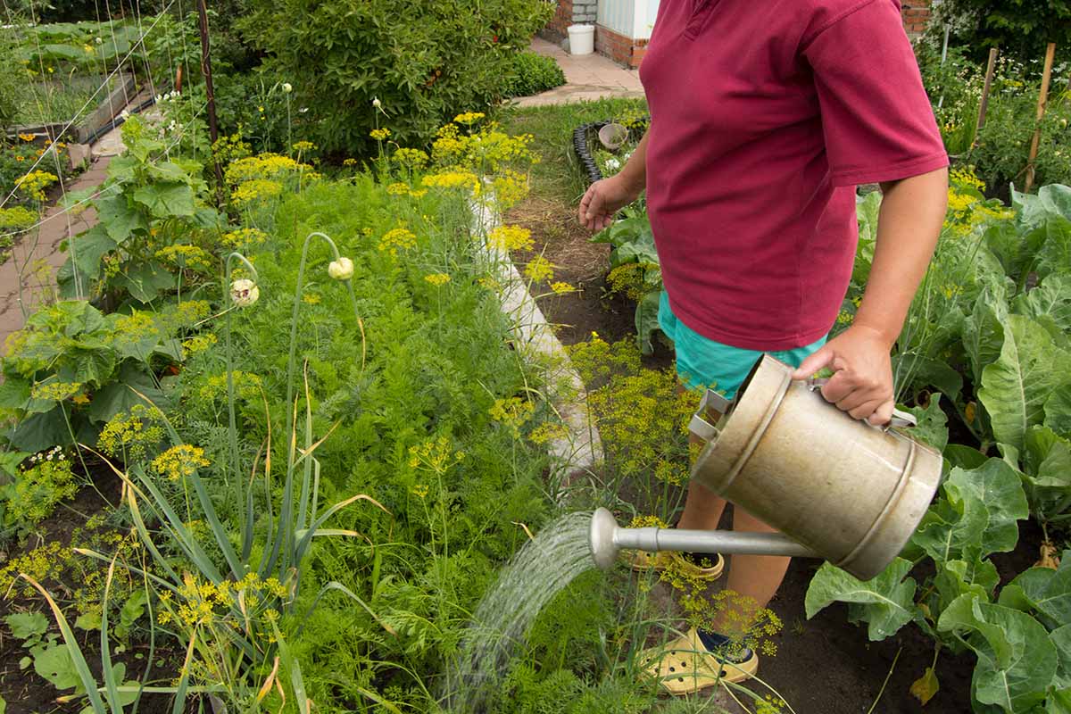 полив растений