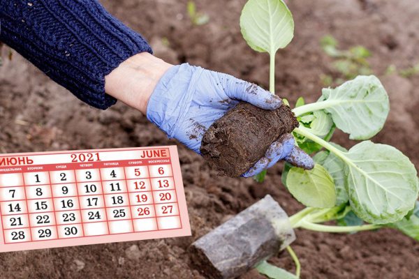Посевной календарь на июнь для изумительного урожая