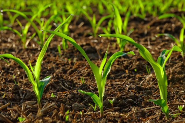 Посевной календарь на май для бойких огородников