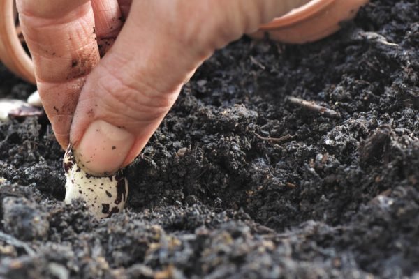 Без посевного календаря сезон не начинаю, внимательно сверяю даты, приступаю к огородным делам