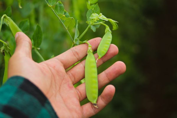 Как-то возвращалась домой с рынка и заметила сватью на моём участке, тогда я решила ее проучить