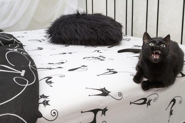 Однажды позвонила невестка и попросила одолжить комплект постельного белья, на этом мое терпение лопнуло, как можно так жить