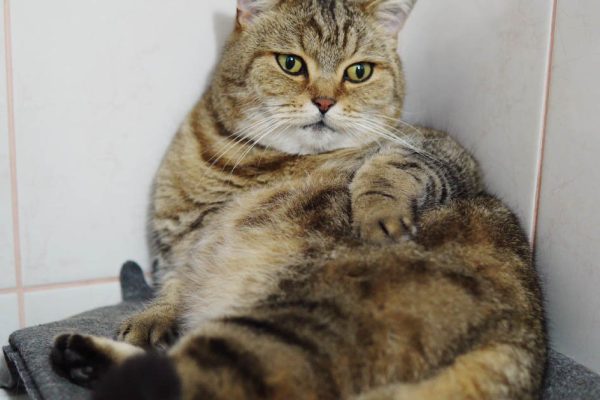 Зачем кошка резко заваливается на бок