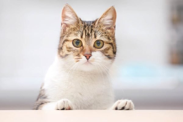 Кошки прослыли надменными и антисоциальными существами, но это вовсе не так, всё дело в тебе