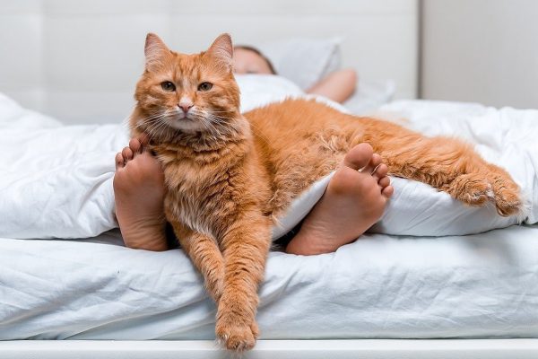 Заметил, что кот по утрам будит в одно и то же время, будто у него есть личные часы с будильником