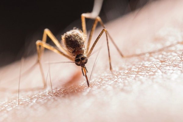 Чтобы пухлые ручки моего сына не были искусаны комарами, применяю китайский способ борьбы с москитами