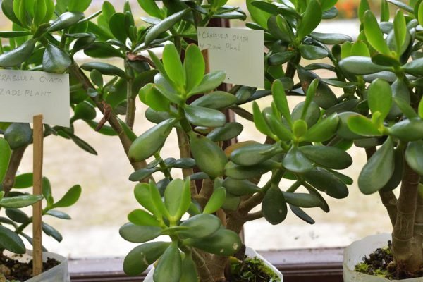 На годовщину свадьбы мы с мужем решили устроить небольшой праздник у нас дома, всё было хорошо, пока свекровь не вручила нам свой подарок