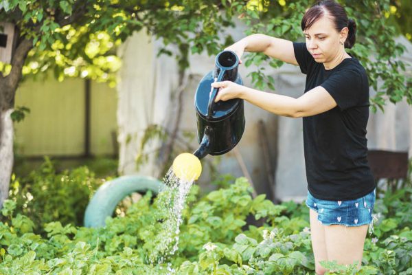 Ошибки при поливе в жаркие деньки, которые могут испортить урожай