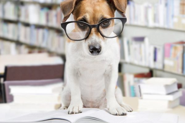 Cute dog tired student reading a book to teach lessons, falls asleep.