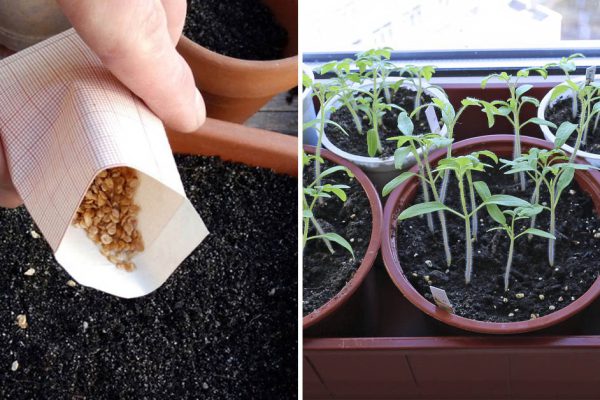 Когда именно в феврале нужно сеять рассаду помидоров, чтобы выросла сильной и крепкой