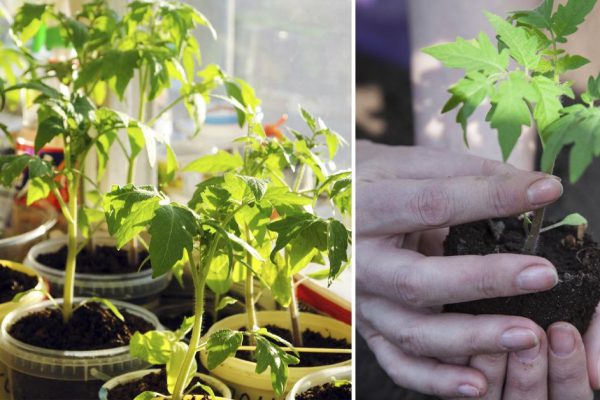 Выращиваю только крепко сбитую рассаду томатов, соседка по даче надоумила