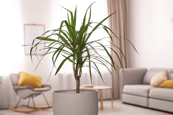 Какие растения очищают дом от неблагоприятной энергии