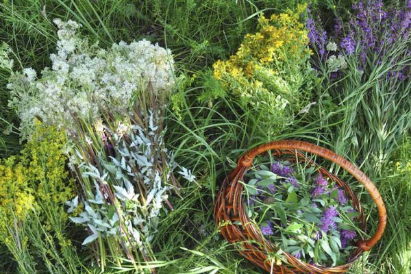 Из каких трав можно сделать букет на Троицу, а какие не стоит даже в руки брать