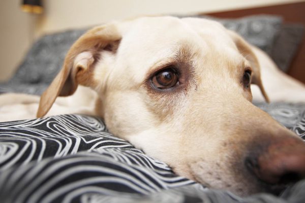 Не пришла на юбилей свекрови из-за собаки, так теперь со мной даже разговаривать не желают