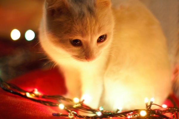 Преданная кошка безошибочно определяет, что муж на подходе к дому, идет встречать его к двери за пару минут до того, как повернется ключ в замке