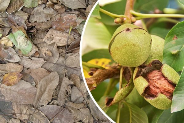 Одинокая пенсионерка удобряет огород листьями ореха, ее урожаю завидуют все