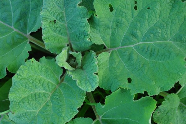 Хожу на даче босиком: лопух спасет от трещин на пятках