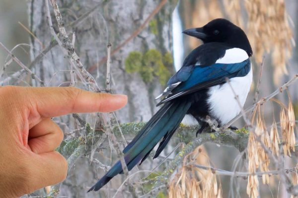 Если в твое окно постучала и врезалась птица, это не случайность, а важный знак
