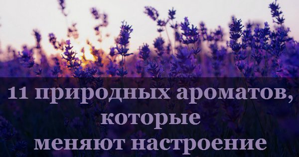 11 природных ароматов, которые способны изменить настроение. Научись контролировать свои эмоции!
