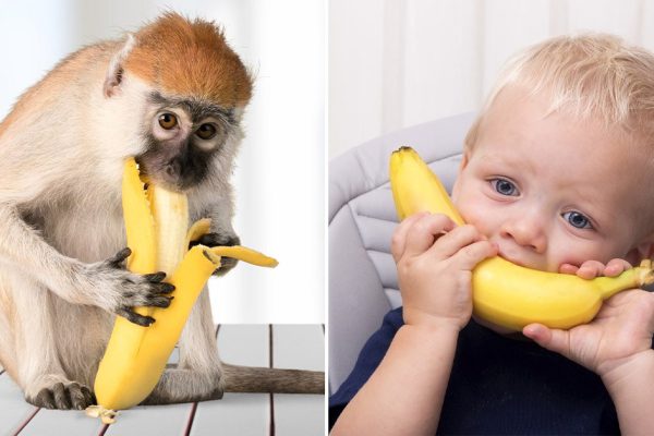 Что будет, если каждый день съедать 3 банана