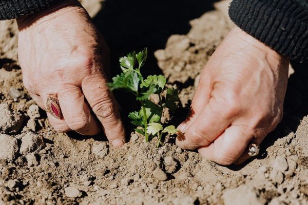 Проба советского золота: скупщик поведал, для чего охотится за фамильными украшениями