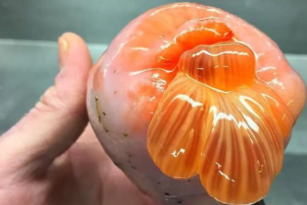 Просто используй эти продукты, чтобы очистить тело от паразитов и гадких жировых отложений!