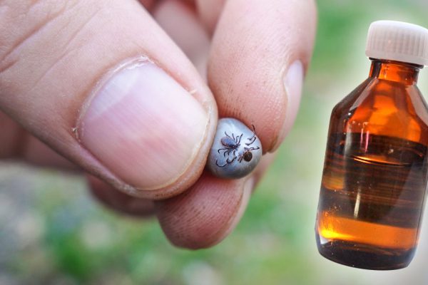 Клещи боятся его как огня, или Надежный способ отпугнуть наглых вредителей раз и навсегда