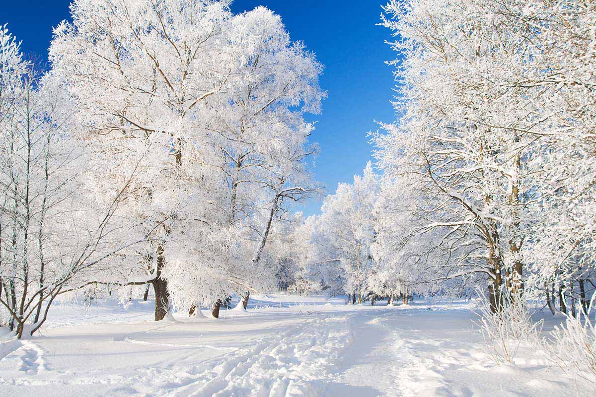 Если верить прогнозам доктора наук Вазиры Мартазиновой, в этом году зимой будет неспокойно Вдохновение,Советы,Ветер,Год,Гололедица,Градусы,Зима,Погода,Прогноз,Синоптики,Снег,Температура,Холода