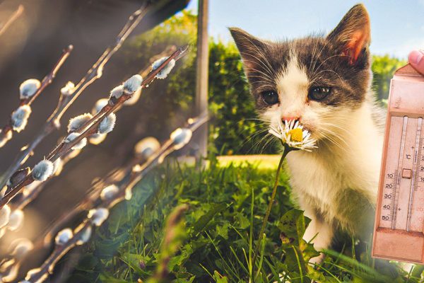 Будет ли холодным и дождливым лето 2022 года