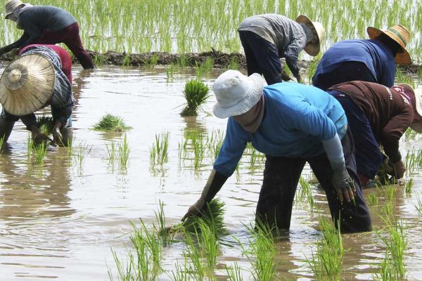 Рис вовсе не влаголюбивая культура, но почему тогда его выращивают в воде