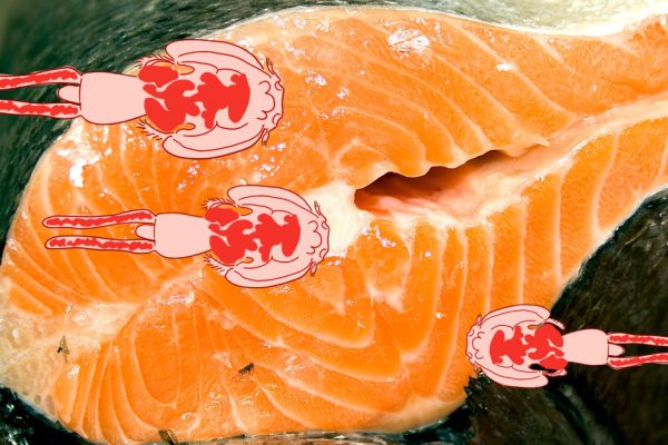 Нельзя покупать лосось, не надо, ребята! Эпидемия морских вшей: мировой океан поражен.