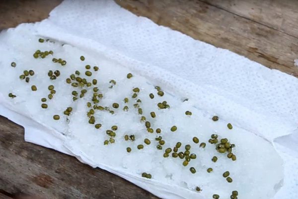 Как проращивать любые семена перед посадкой