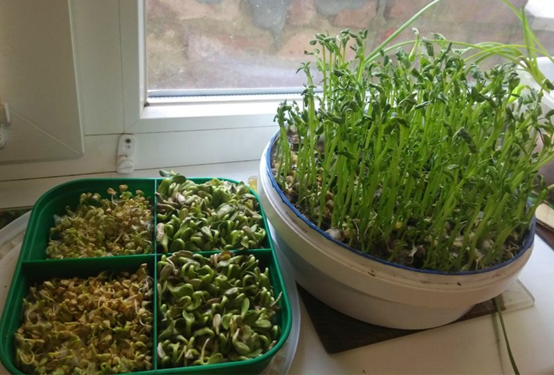 Как выращивать проростки в домашних условиях?