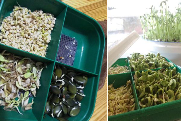 Как обстоятельно подойти к проращиванию семян