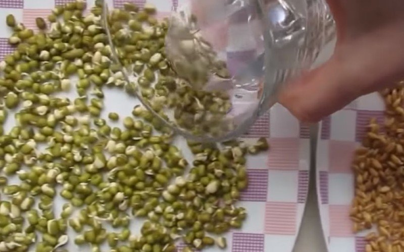 проращивание гречки