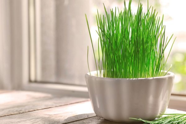 Pot with sprouted wheat grass on wooden windowsill